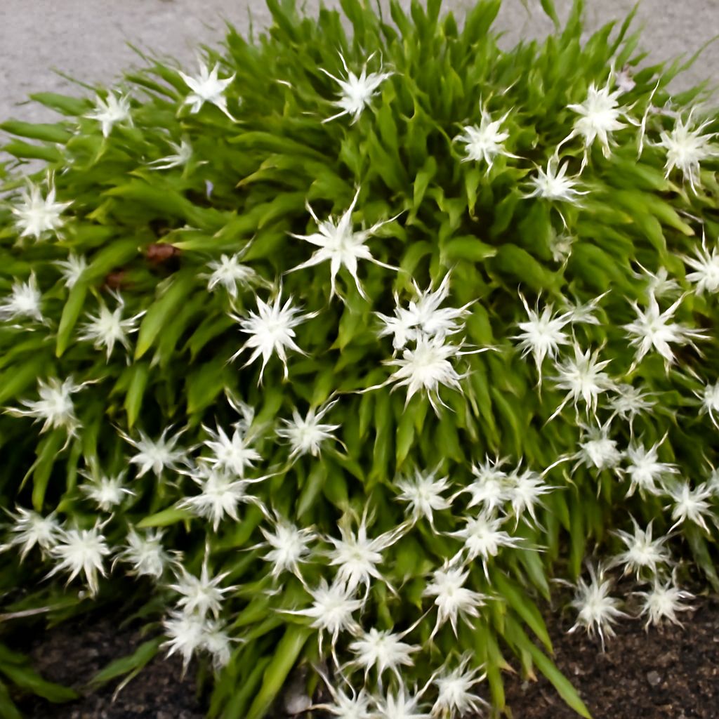 The Cereus Flower: A Garden’s Brief Nighttime Display